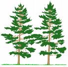 pines_tree.jpg